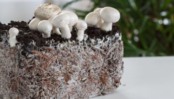 Construire une maison avec des champignons : est-ce possible ?