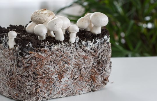 Construire une maison avec des champignons : est-ce possible ?